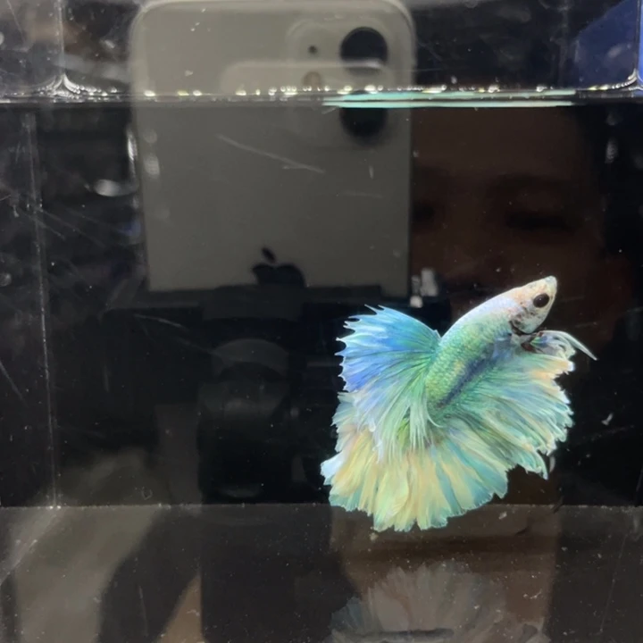 海水鱼哈哈啊哈哈哈哈534