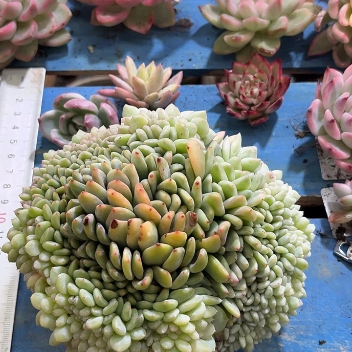 449梦露锦大缀化！！！