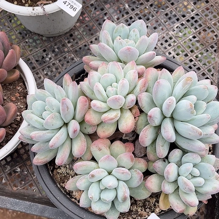 花***I阿雅园艺。         4797