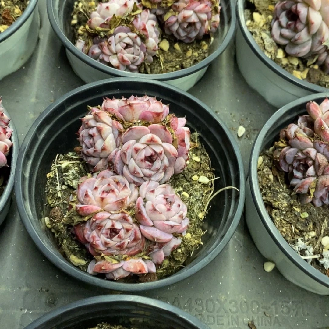 06。天鹅绒。群生。