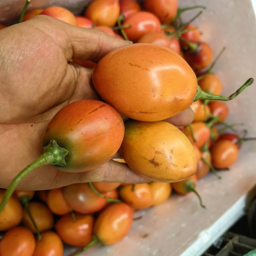 云南大山土货树番茄