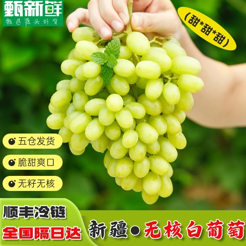 甄小鲜【顺丰隔日达5】新疆吐鲁番火焰山无核白葡萄1/5斤应季水果F