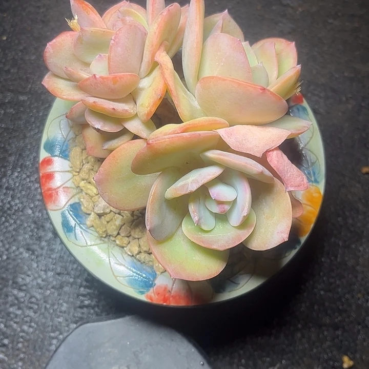 丹***丹多肉植物白凤朵朵