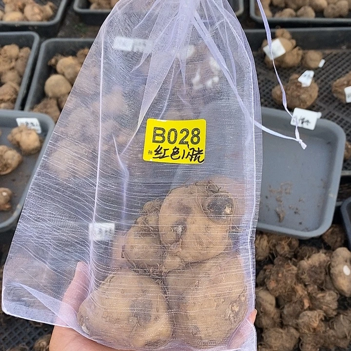 10厘米红色闪光不售后裸球