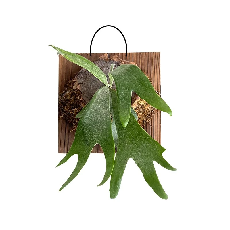 二岐鹿角蕨苔藓植物北欧盆栽客厅净化壁挂绿植空气观叶室内好养