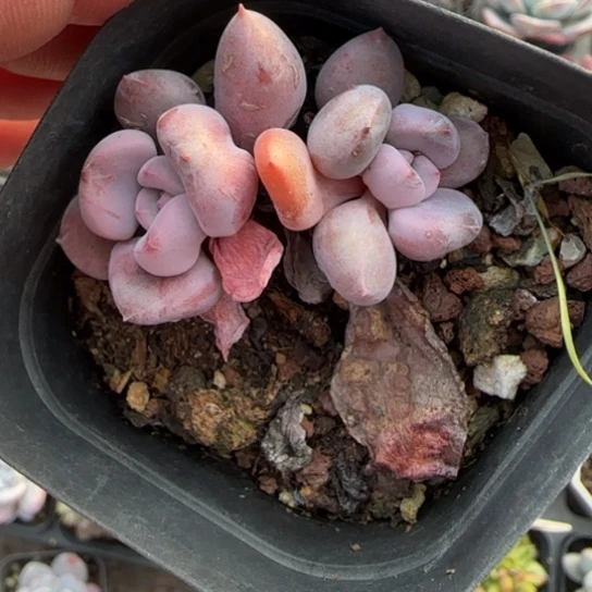 217雪精灵多肉植物多