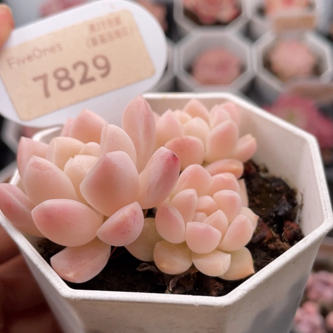 白雪7829-6.5厘米