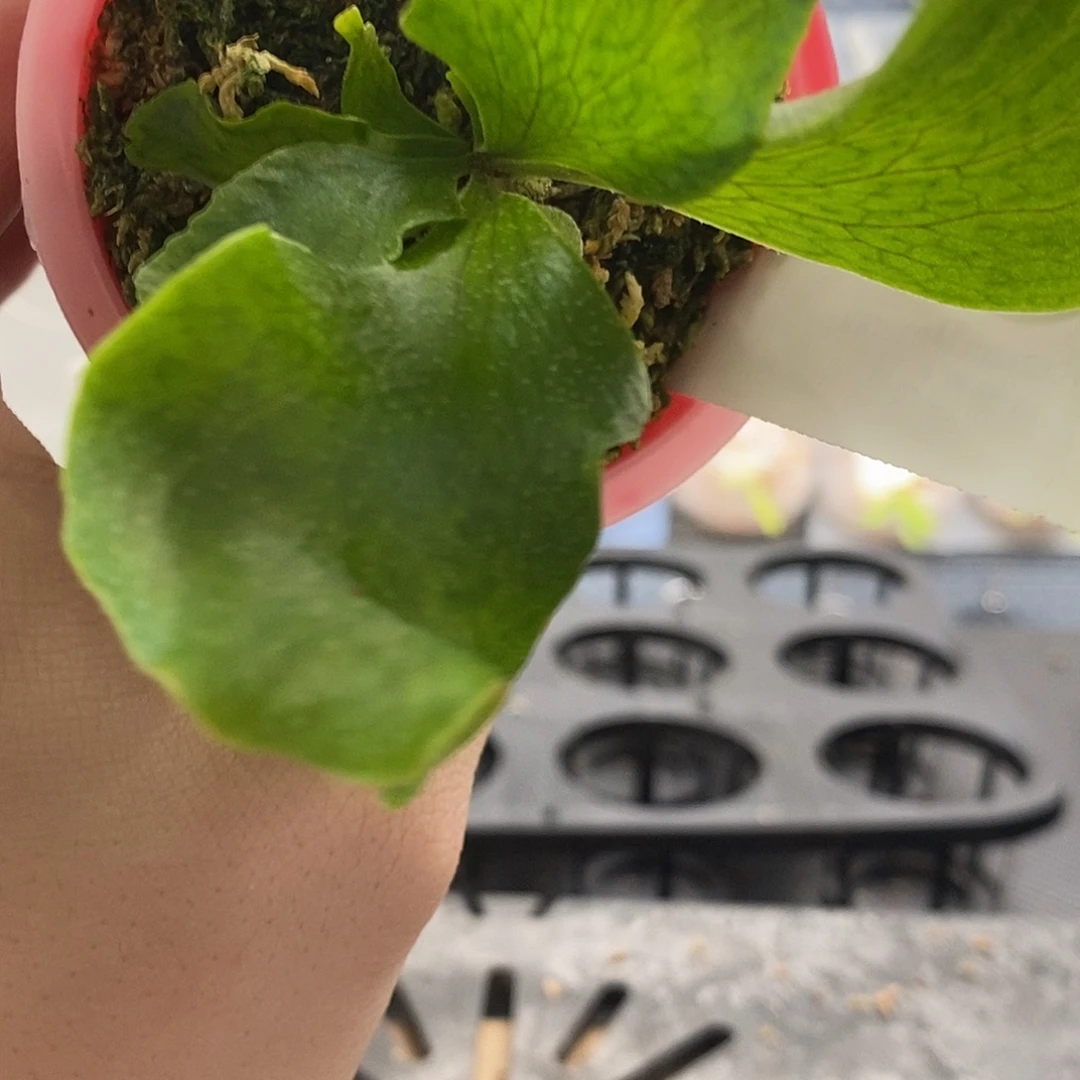 无花朵玛莎拉蒂鹿角蕨
