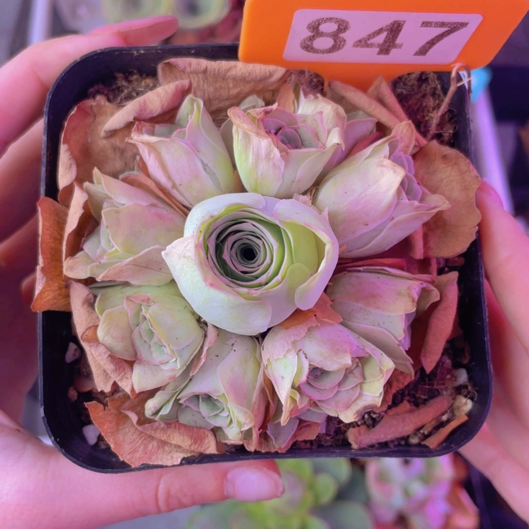 单品一物一拍847号山地玫瑰