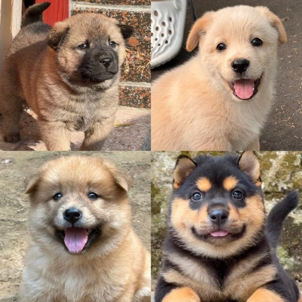 中华田园犬黄狗、五红犬、五黑犬、土松、四眼、狗狗活体幼犬链接