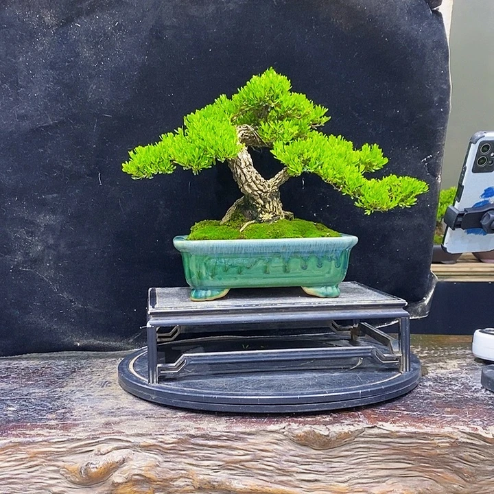 无花朵黄杨盆景四季常青