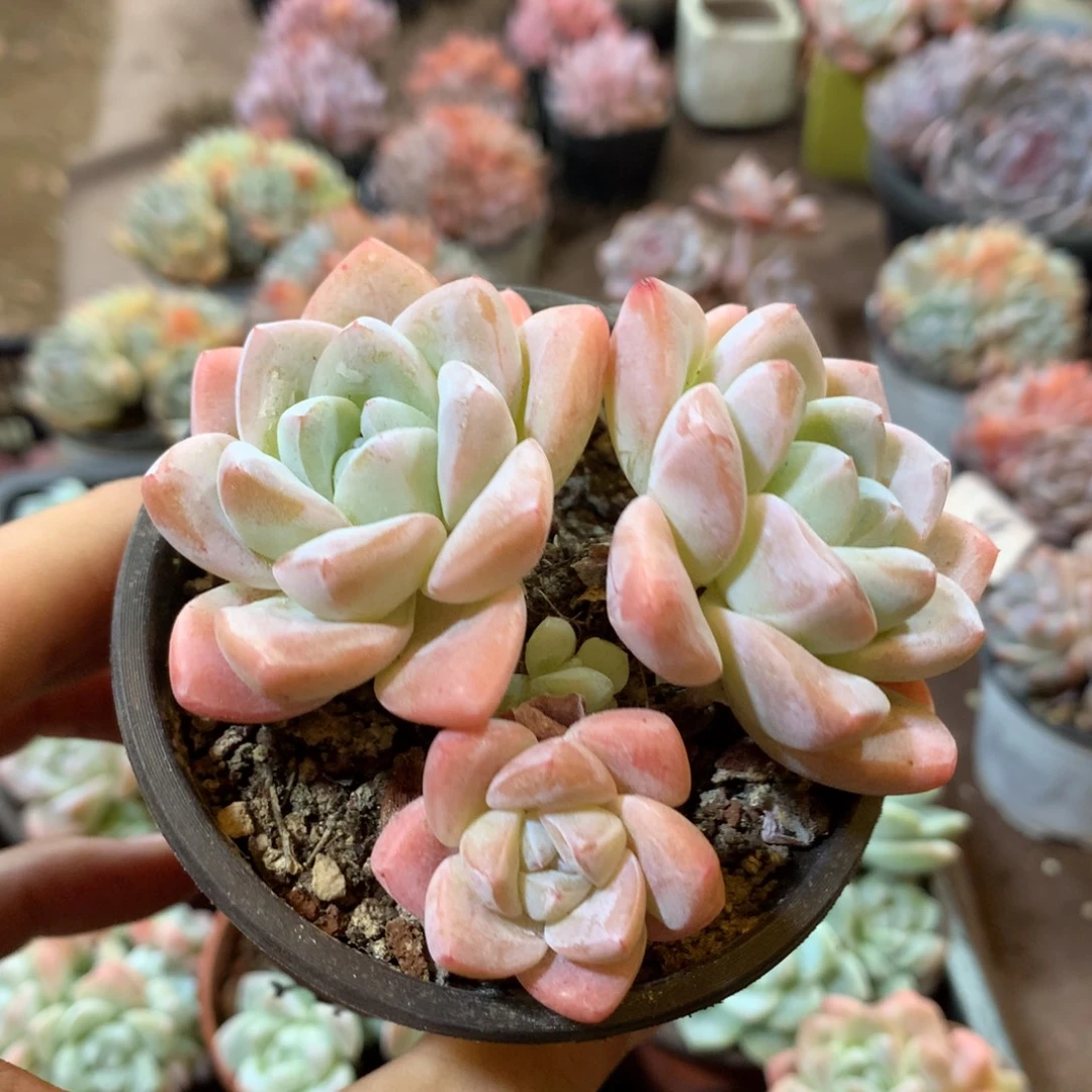 哈哈哈哈哈哈哈哈哈