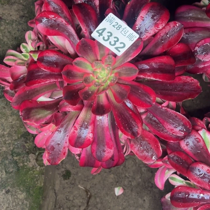 4332南美杜莎多肉植物