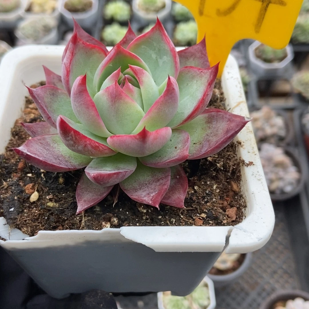 1934惊鸿仙子多肉植物