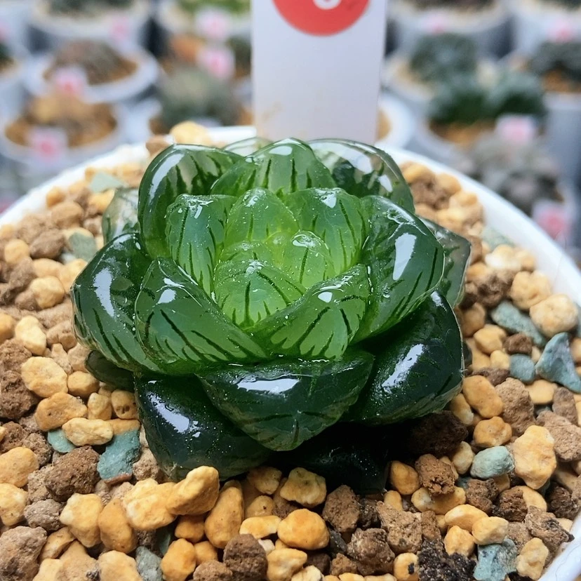 【闪购商品】龙磷3