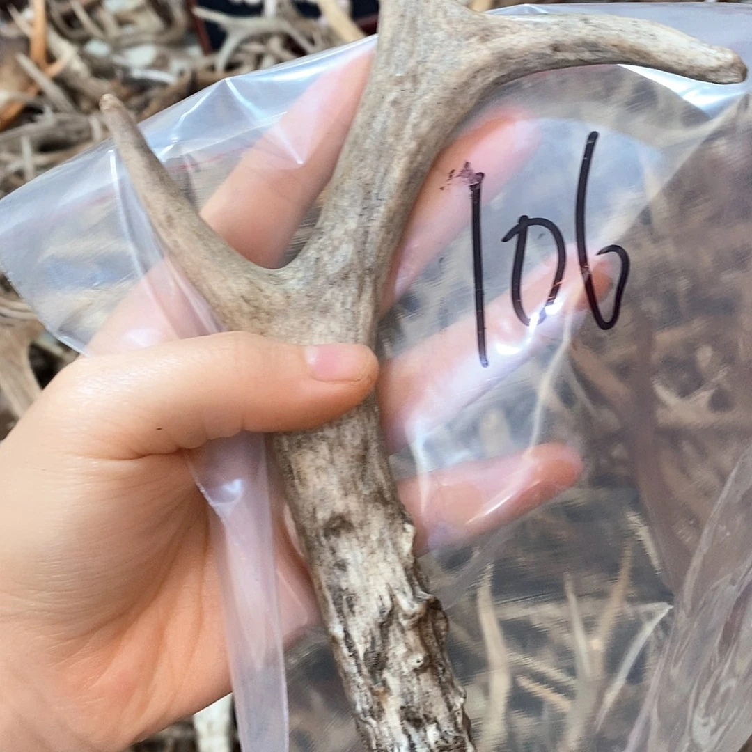 鹿角鹿角鹿角鹿角鹿