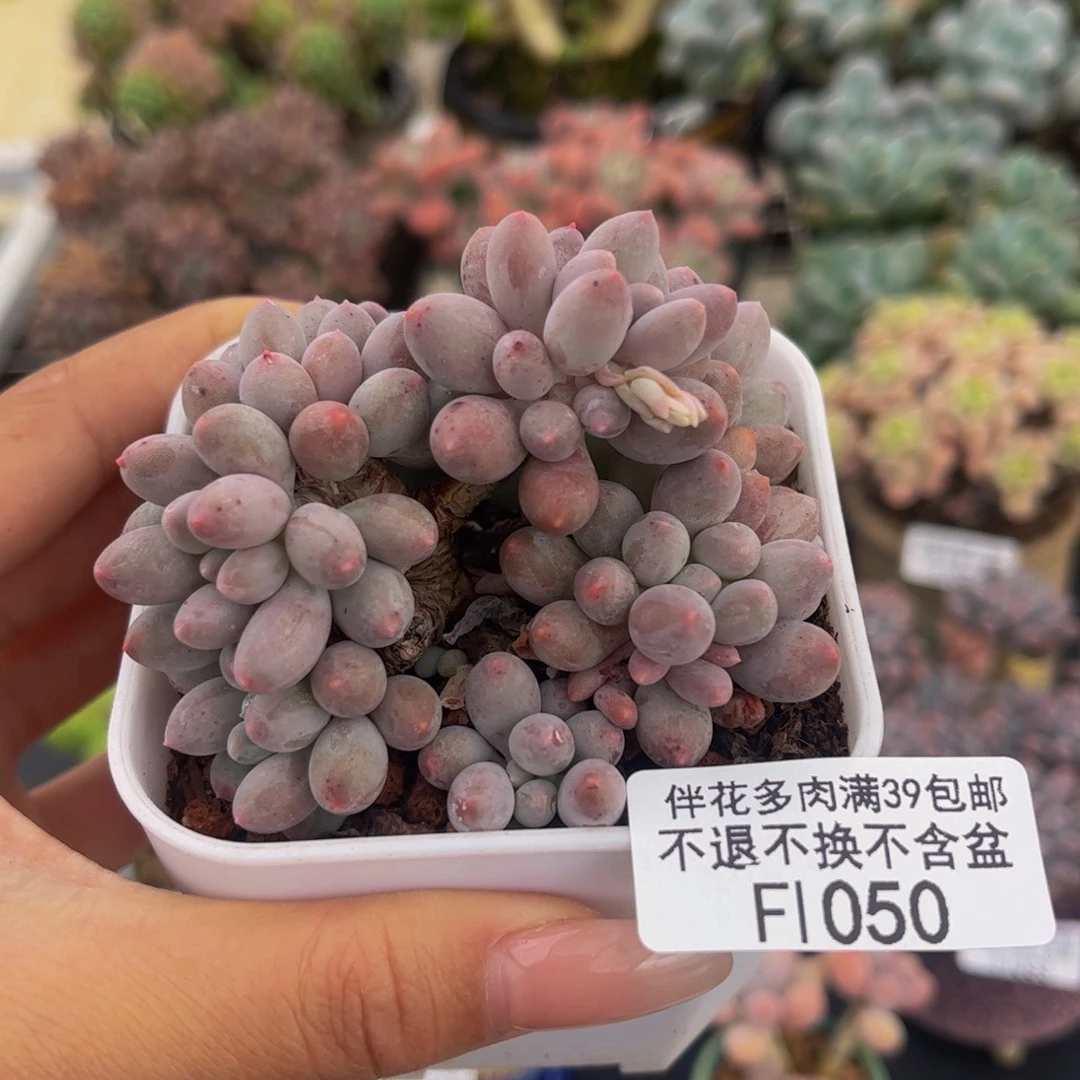 050-婴儿手指多肉7cm