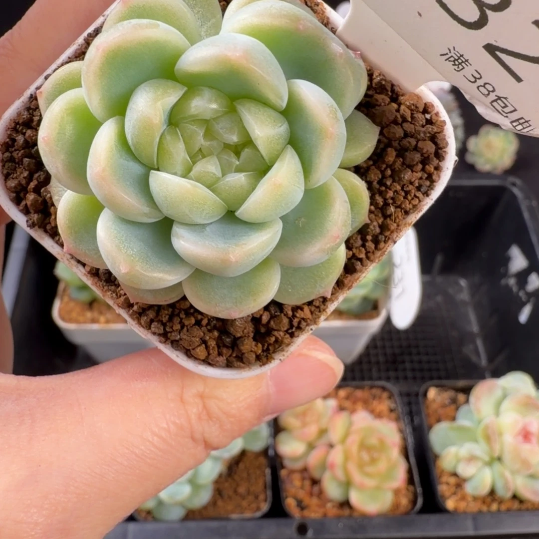 财富密码双心福利232号