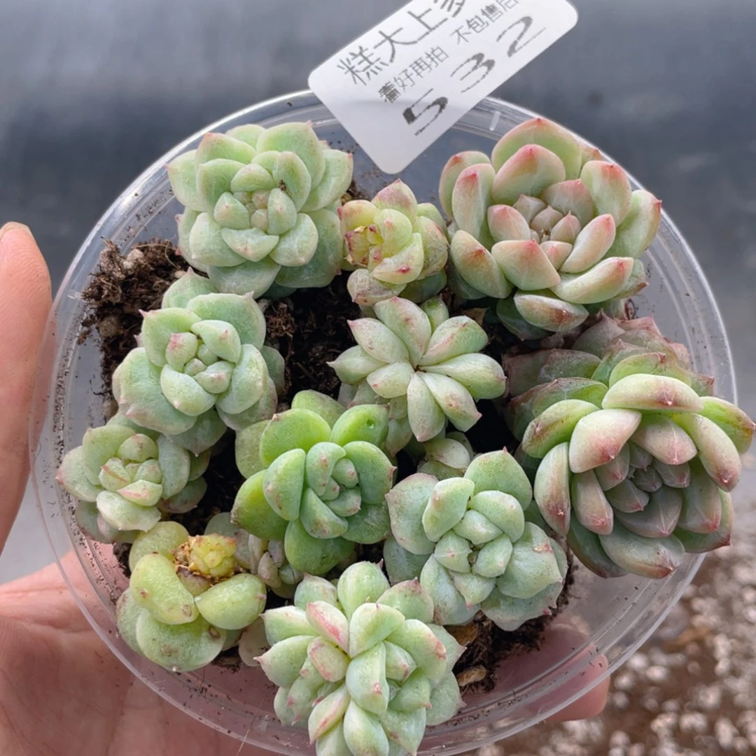 云糖心多肉植物532