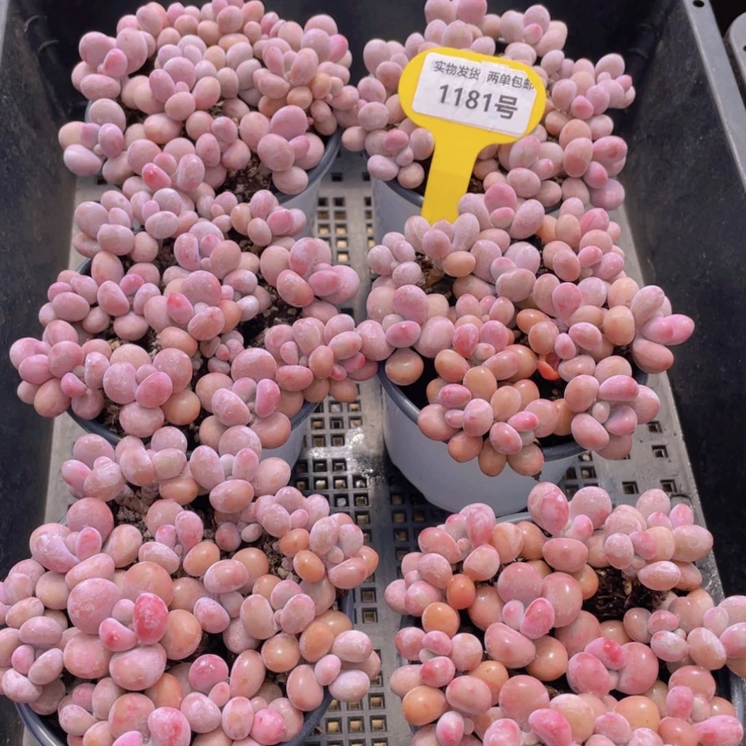 1181号 丸叶水光针粉桃蛋老桩组合满满一盆