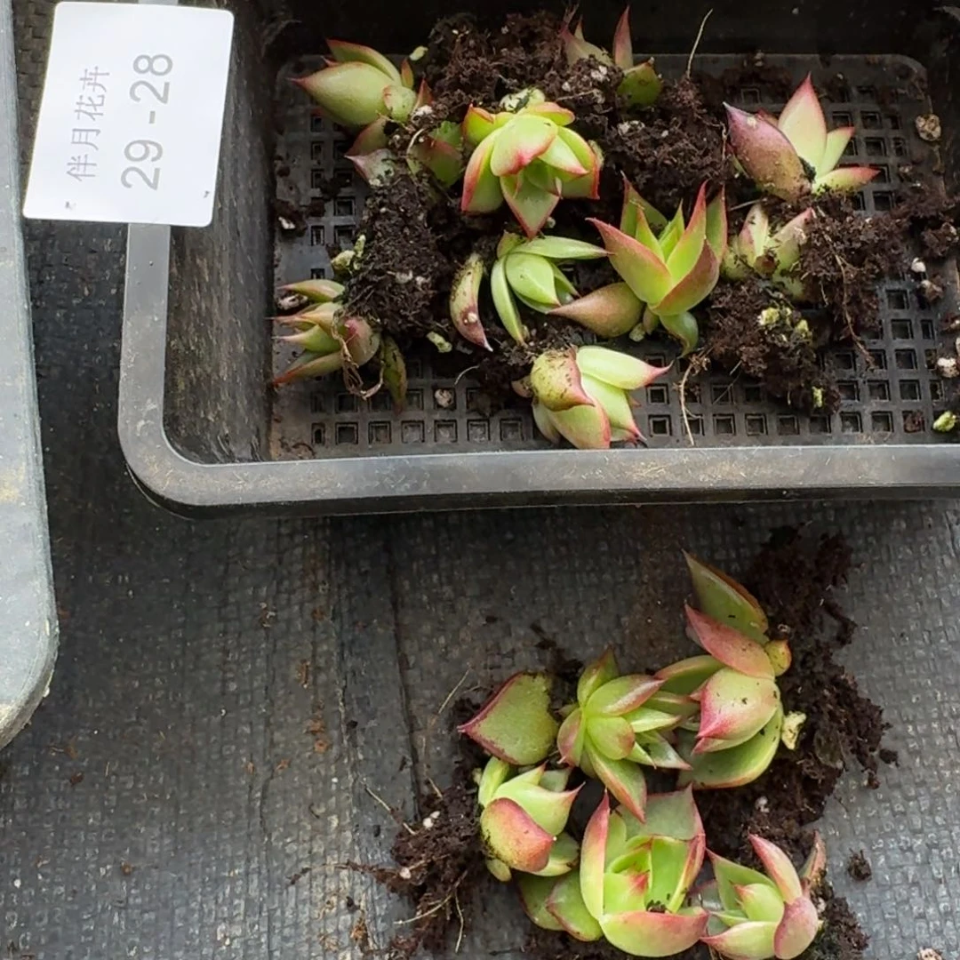 至尊宝一颗量拍29-28