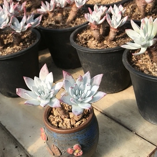 韩货刘丹仙女棒杯