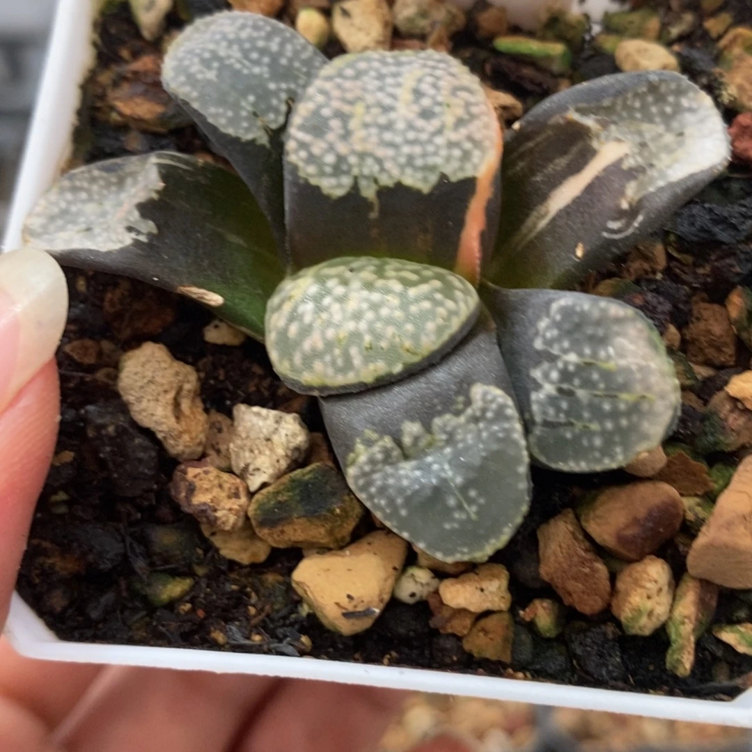 215点点寿锦一物一拍