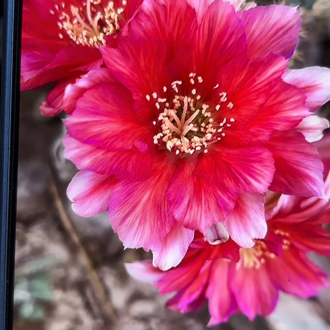 瑕疵Bif无根侧牙四左右58