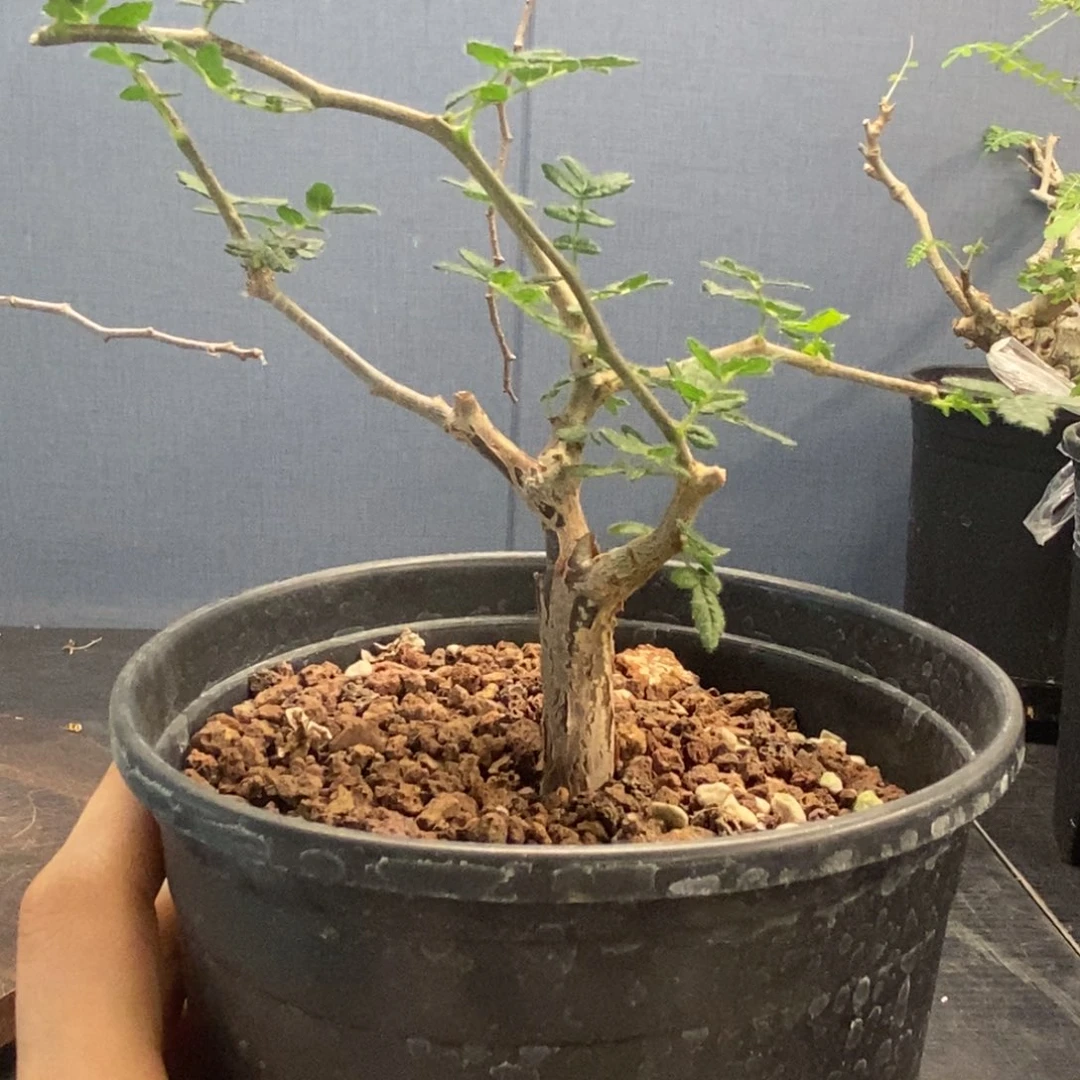 滔天橄榄实生没药
