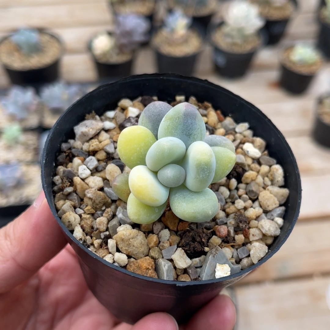 奶酪锦一物一拍不支持退换