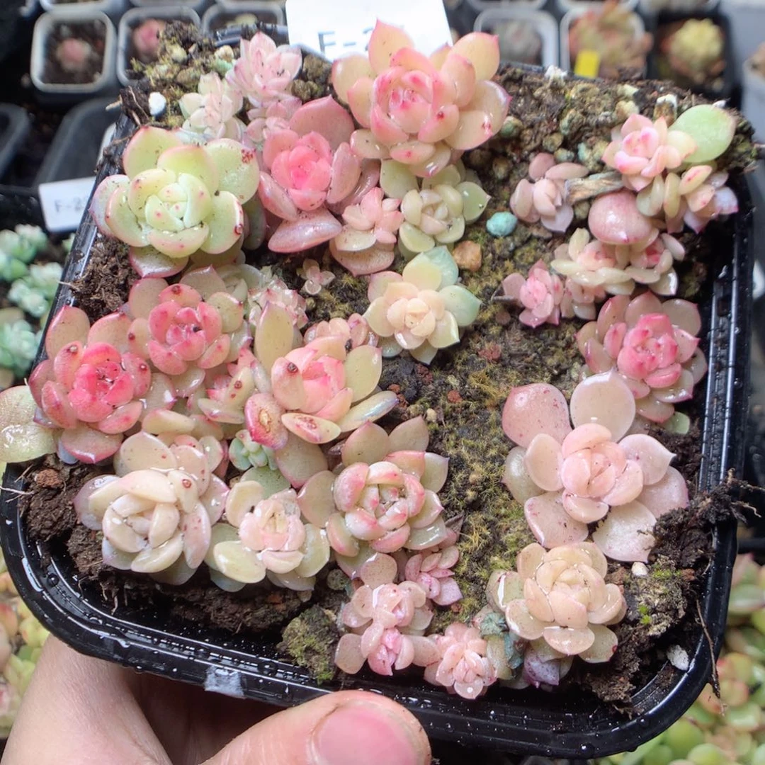 无花朵F25。yyyyyyyy