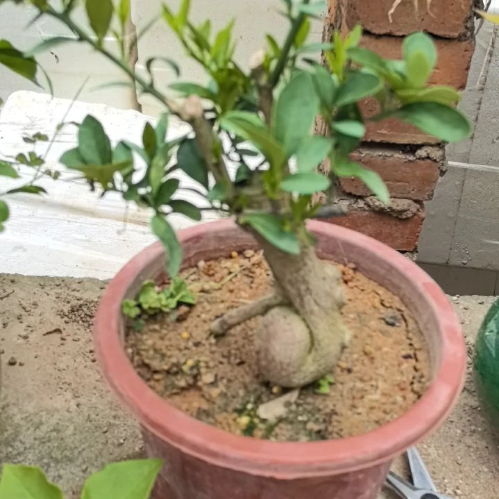 莫**妙豆豆一个包邮豆豆