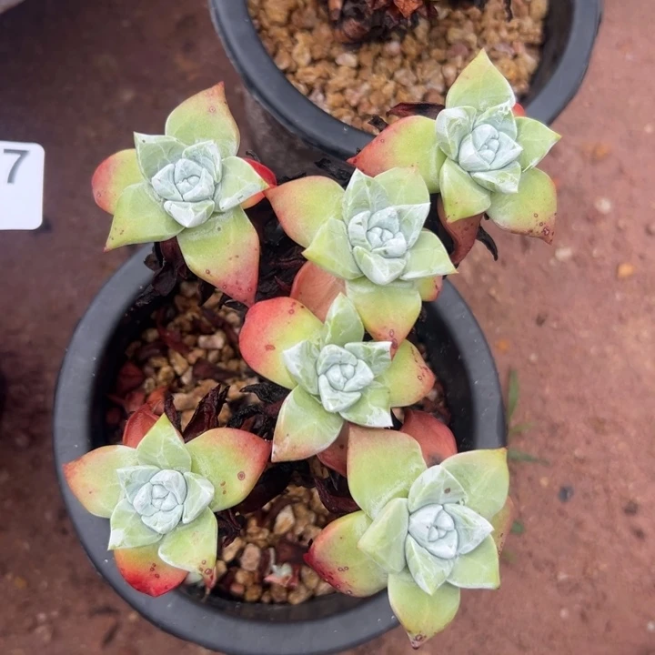 苹果叶～仙女杯一物一拍959