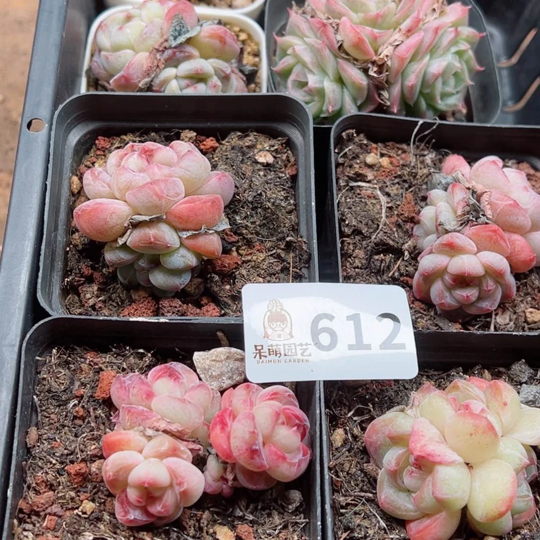 L**n多肉植物多肉植物