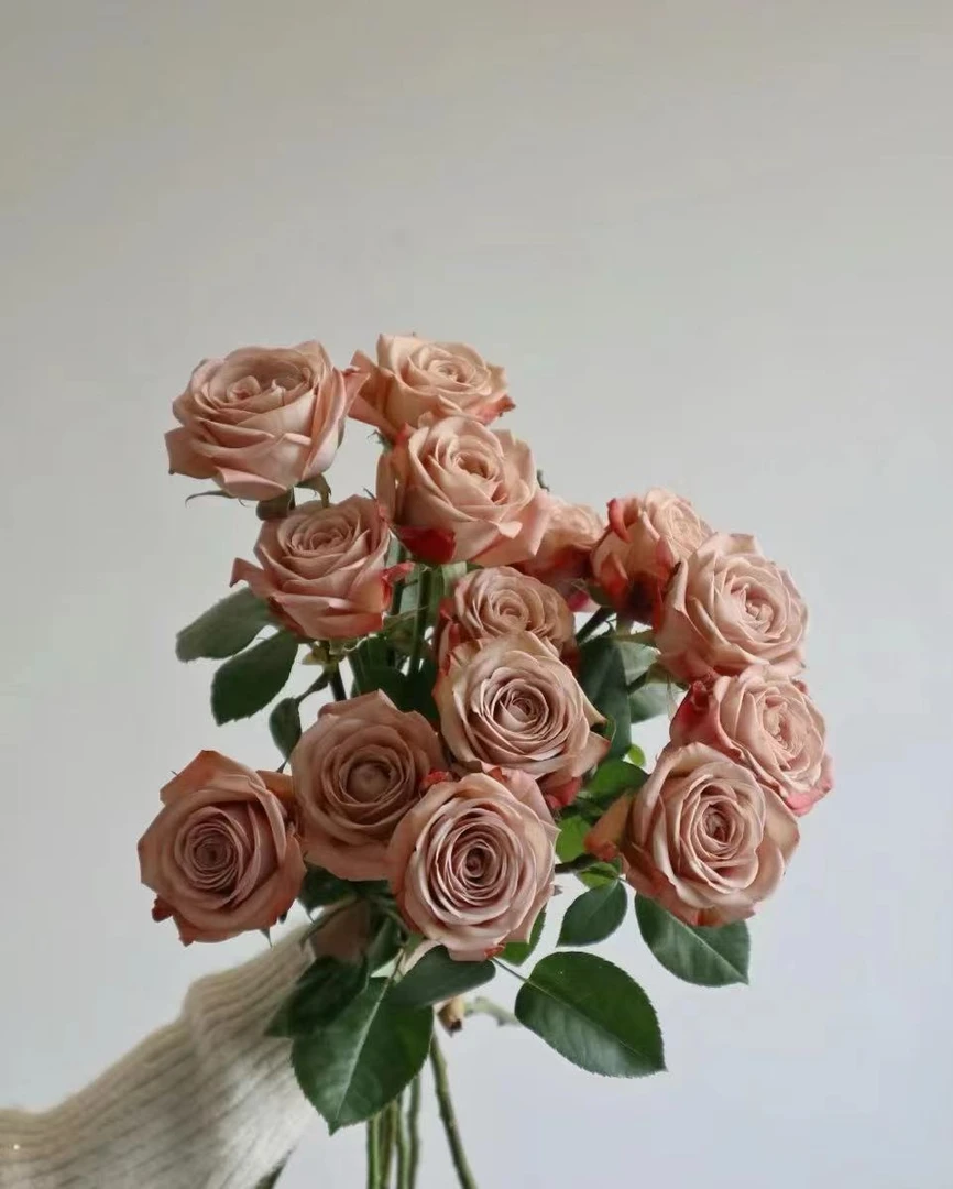 【卡布奇诺玫瑰】基地直发家用鲜花 任意拍三单送花艺剪