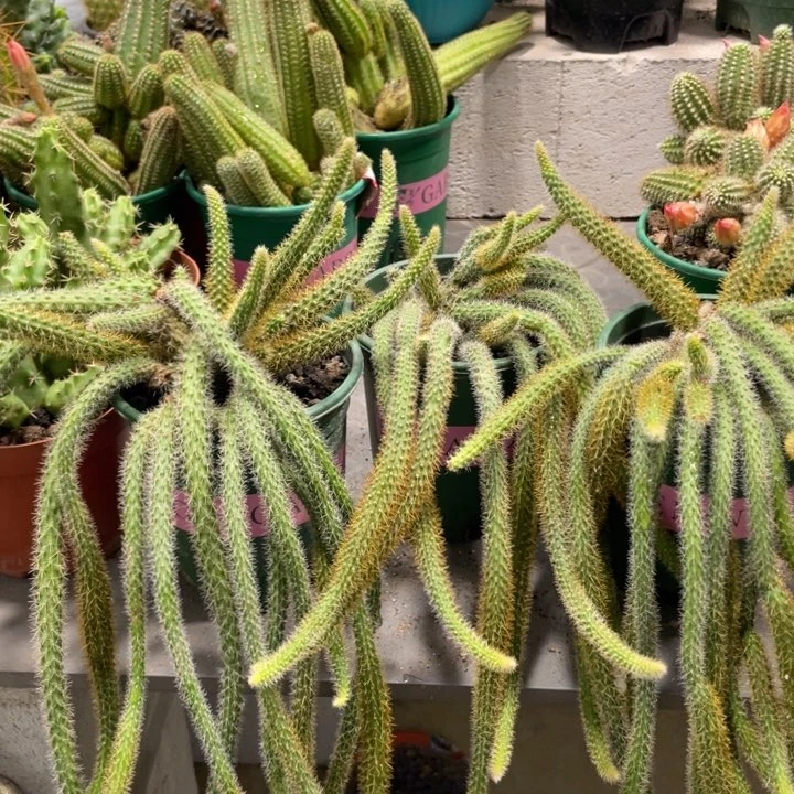 超大群鼠尾一杯多头