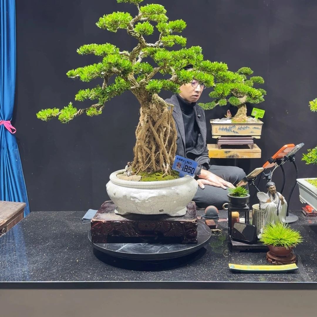 疯***子无花朵黄杨室内室外盆景艺术