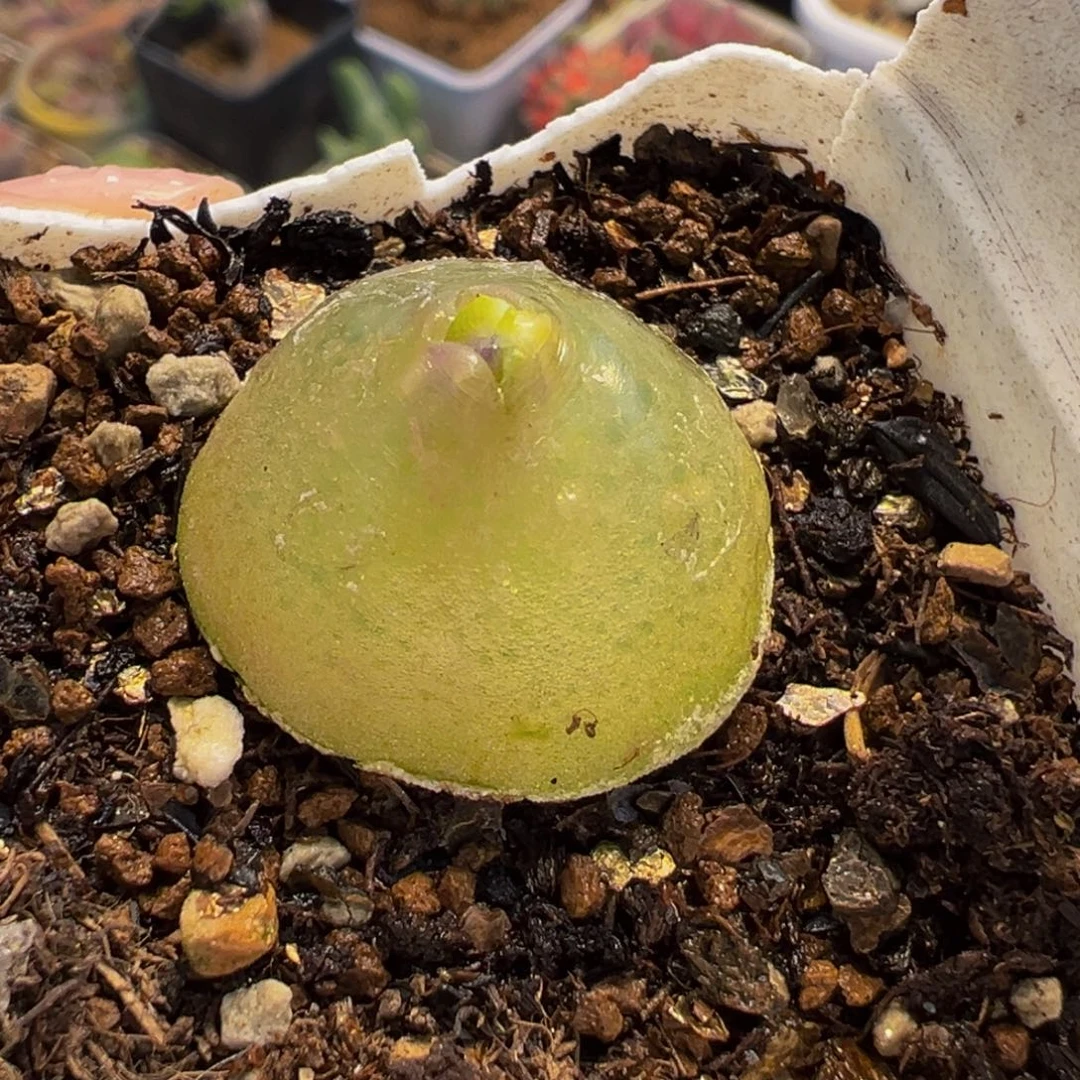 258多肉植物种类多样