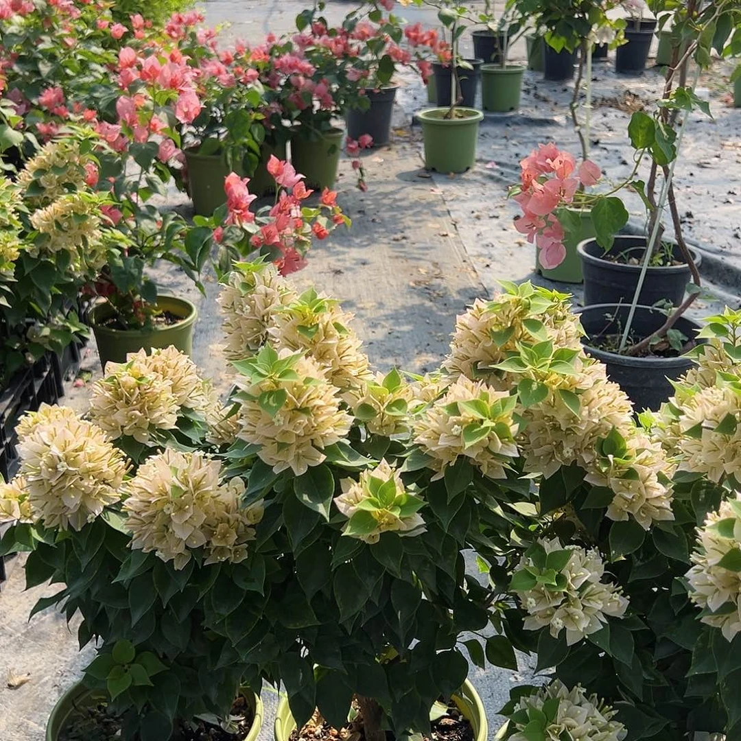 当前无花栽培后可以开花塔黄大一颗