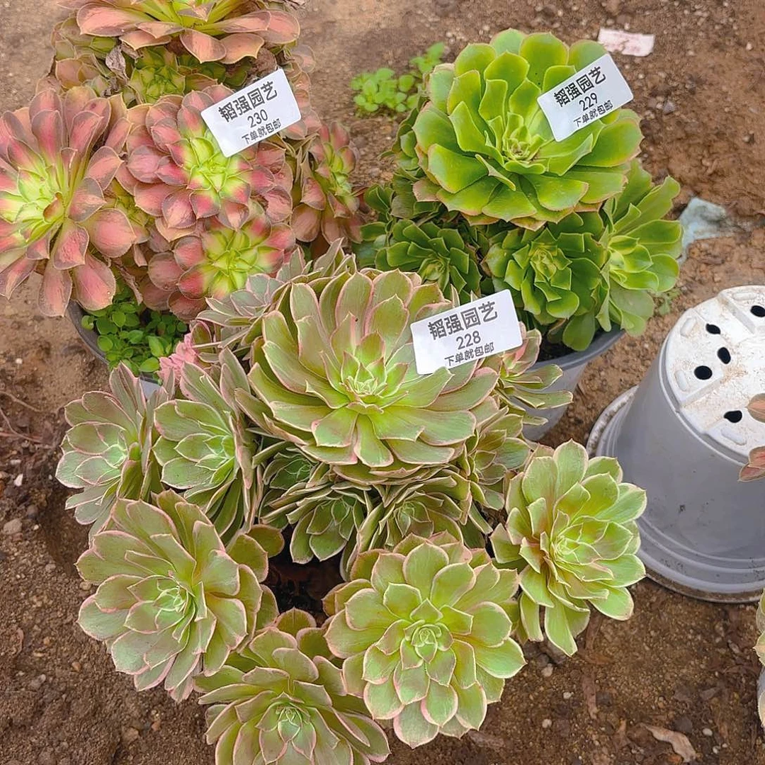 韶华新亚孔雀翎多肉植物228-29-30