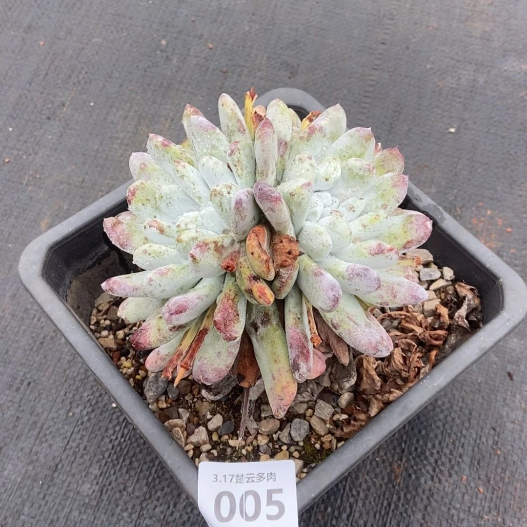 005多肉植物啦啦啦啦