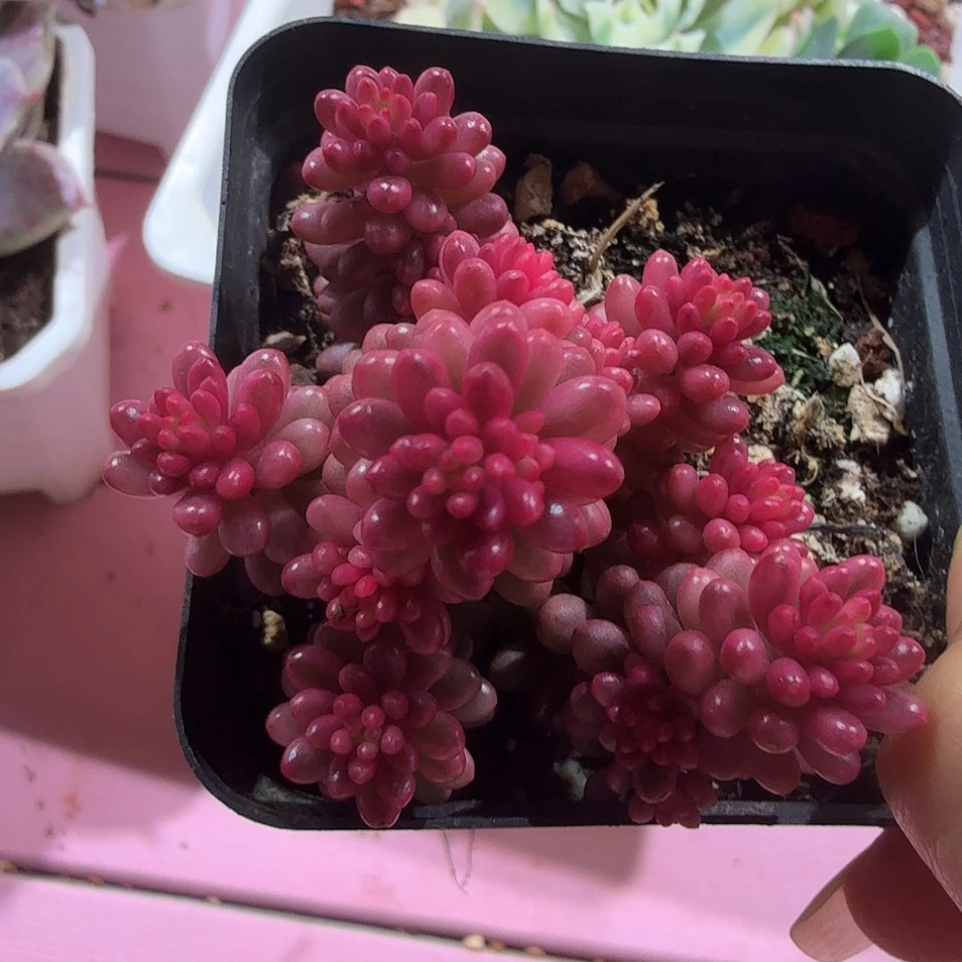 红浆果锦，多肉植物