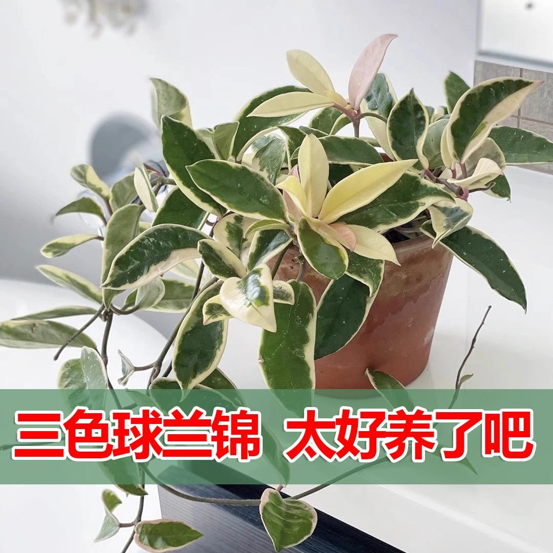 花叶球兰三色球兰外锦球兰绿植ins风客厅阳台办公室网红绿植盆栽