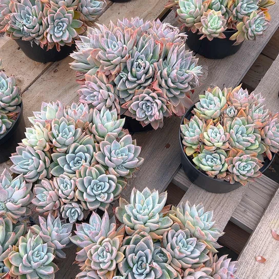 安妮公主，满18包邮