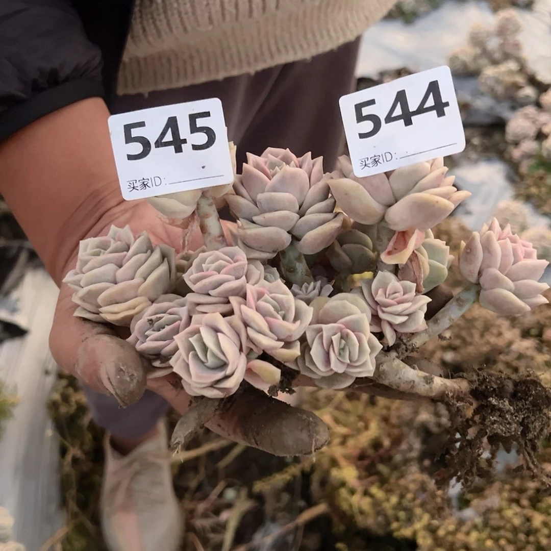 喜***药可爱玫瑰545.544