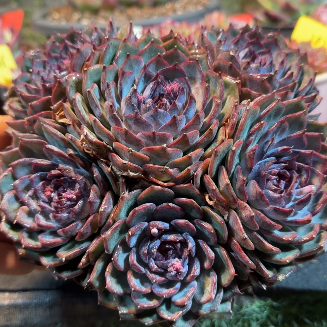 蓝色妖姬一物一拍包装收缩花旱