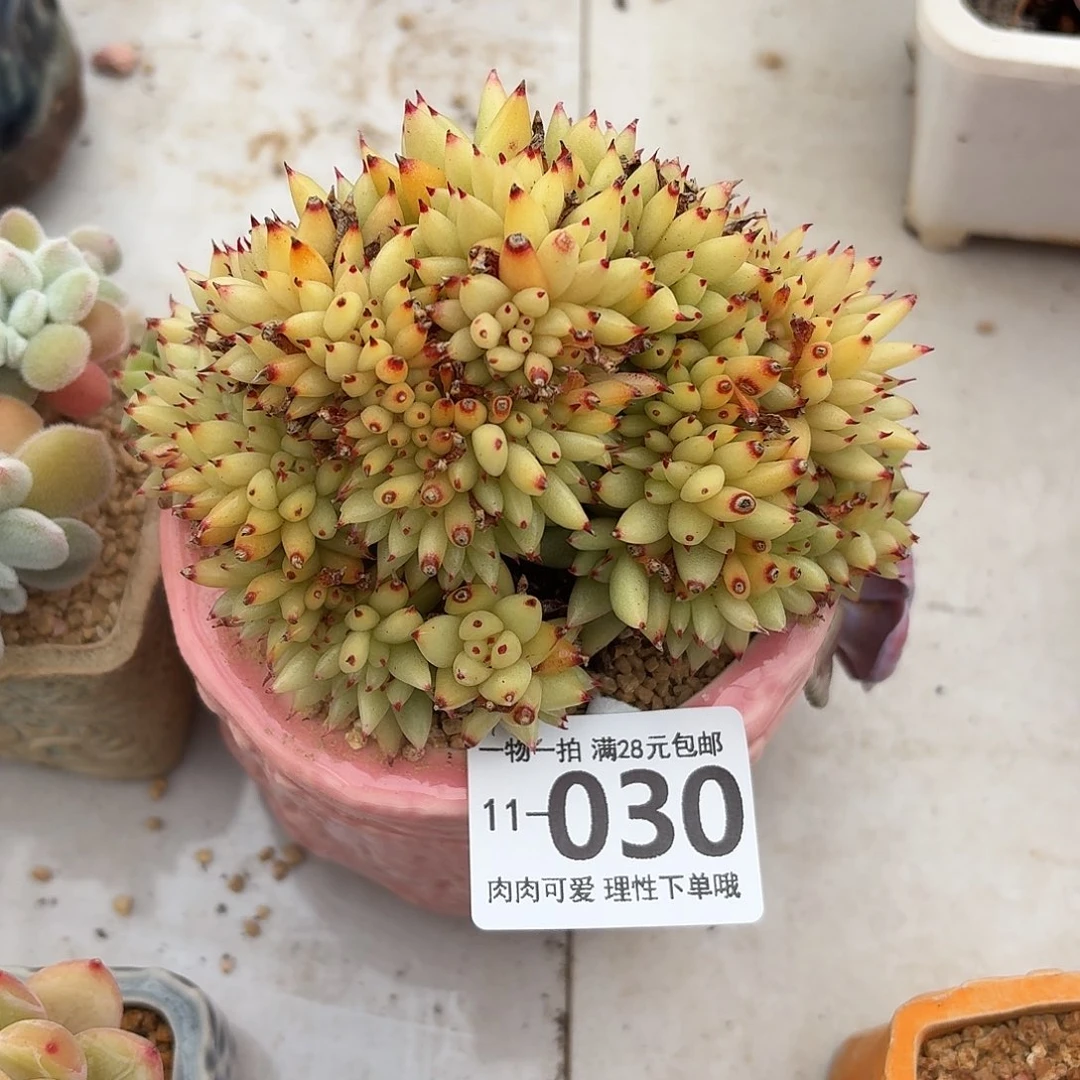 虎鲸缀无盆土发货无