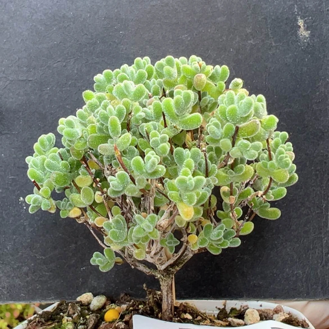【闪购商品】dy6429实生莱斯冠幅5.5cm