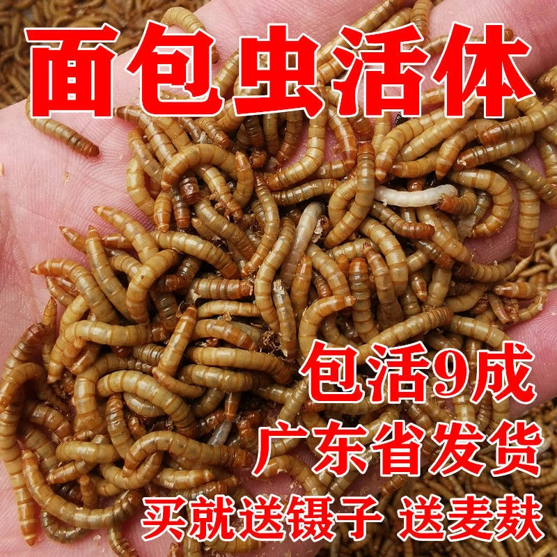 龙鱼黄粉虫乌龟面包虫宠物虫鹦鹉鸟食鲜活活仓鼠守宫饲料