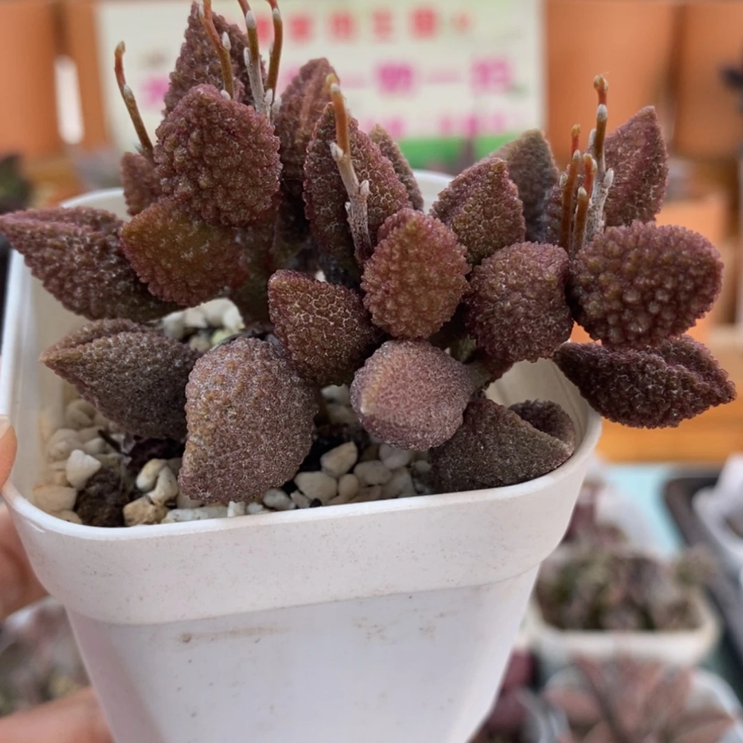 【闪购商品】无花朵荔枝皮